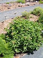 Paeonia officinalis subsp Officinalis, fam. Paeoniacees, Europe (2) (Photo F. Mrugala)